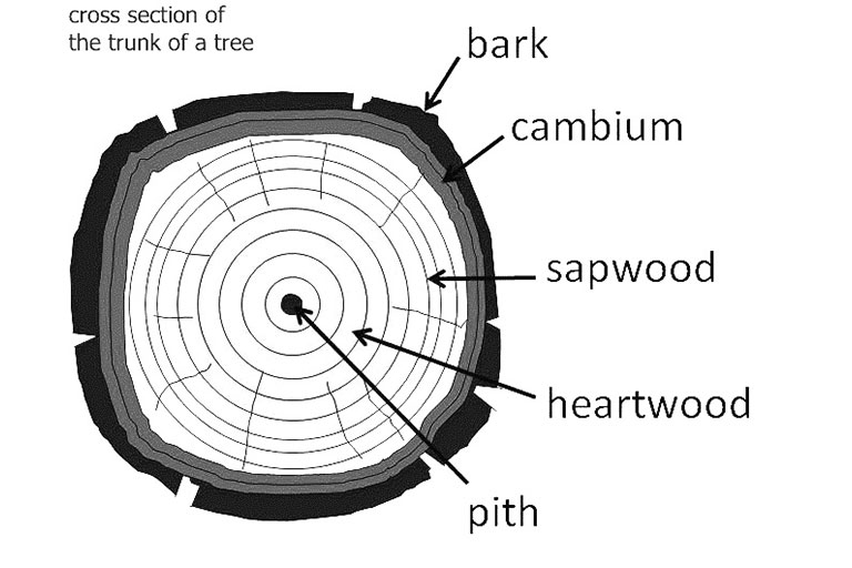 image of the parts of a tree trunk